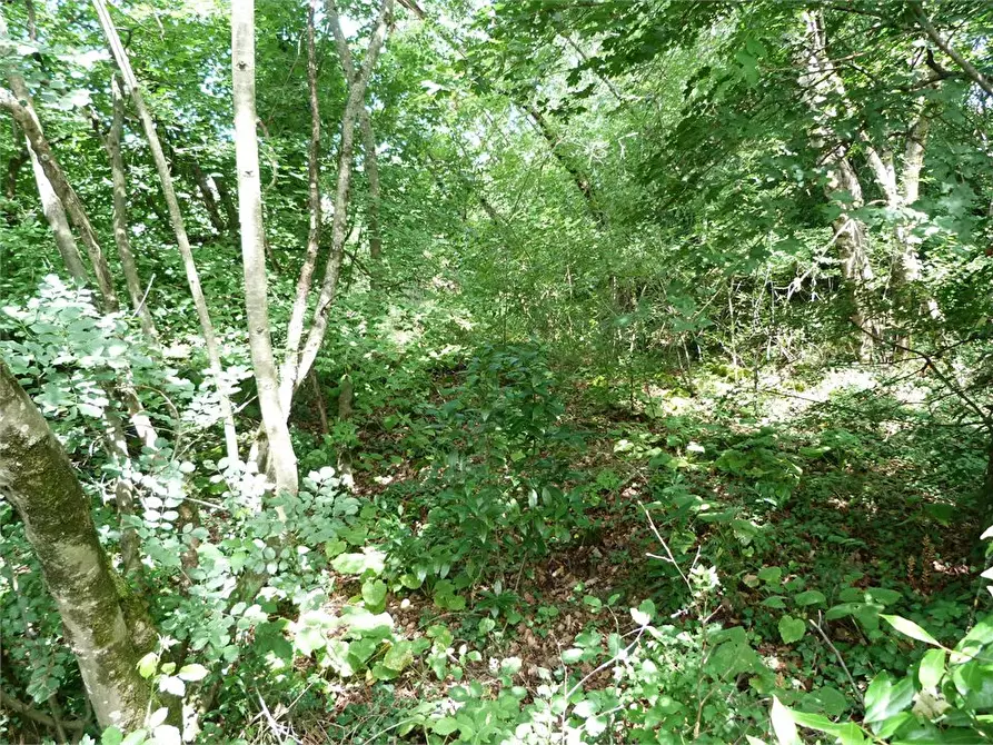 Immagine 7 di Terreno edificabile in vendita  a Monrupino