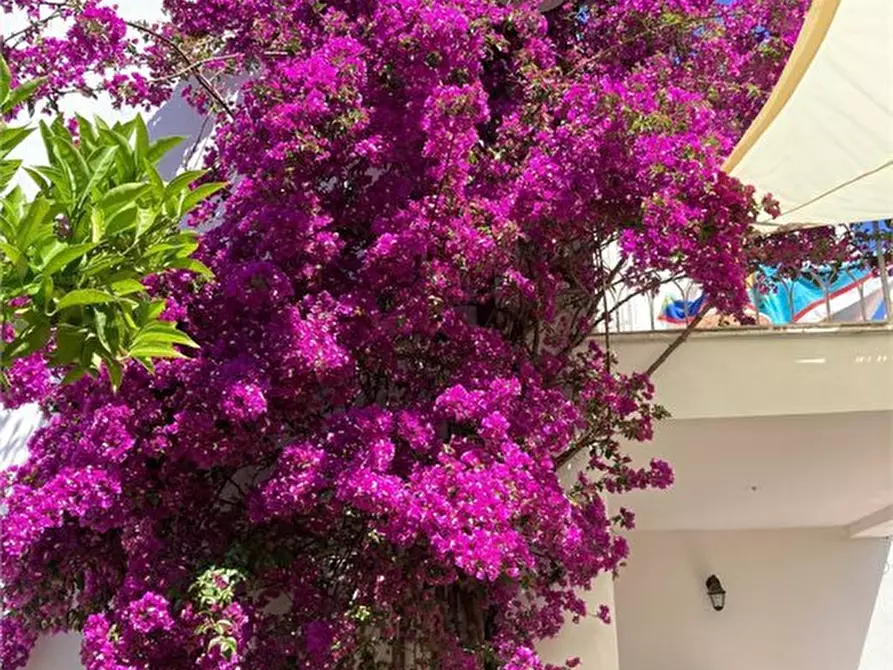 Immagine 3 di Villa in vendita  a San Vito Chietino