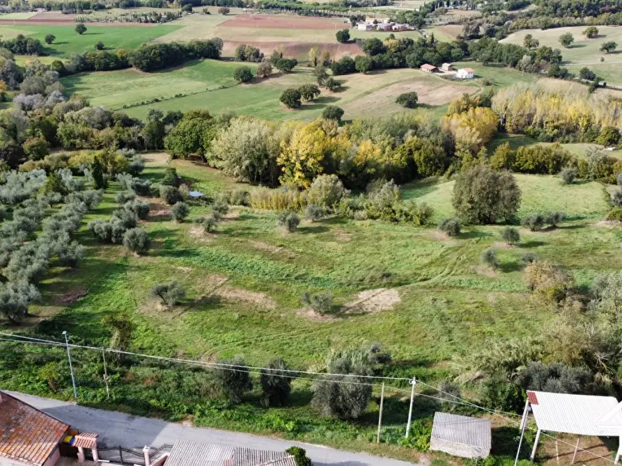 Immagine 3 di Terreno in vendita  a Selci