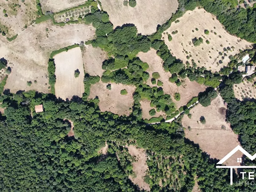 Immagine 4 di Terreno in vendita  a Montasola