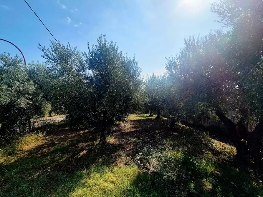 Immagine 2 di Terreno edificabile in vendita  a Torrevecchia Teatina