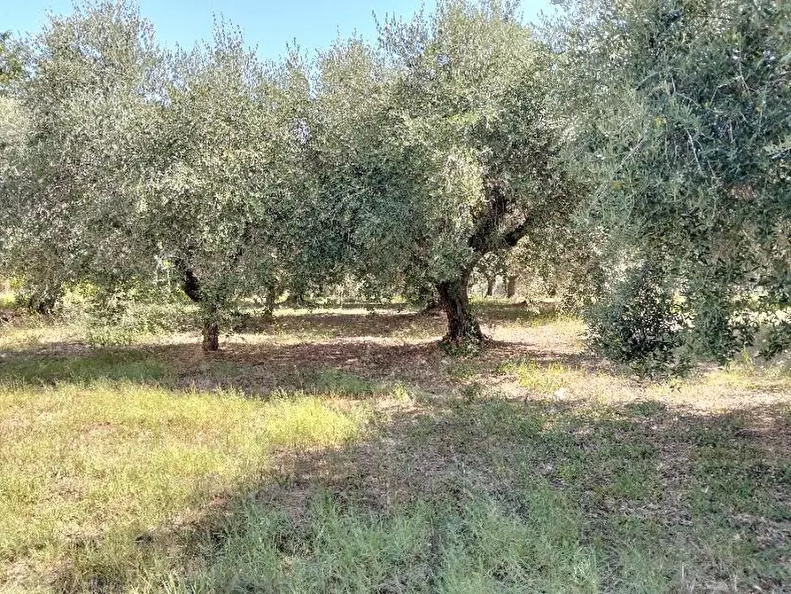 Immagine 9 di Terreno edificabile in vendita  a San Giovanni Teatino