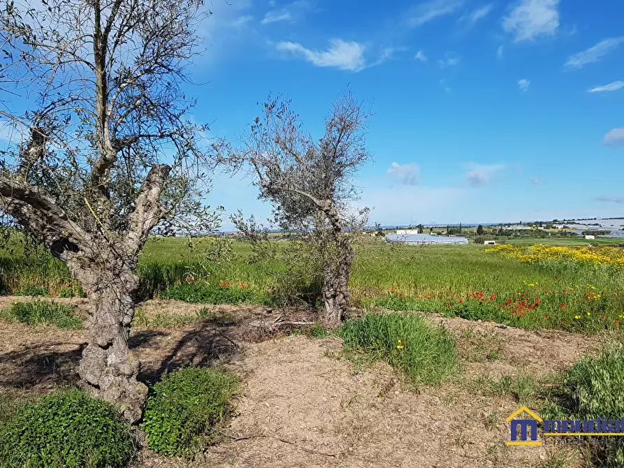 Immagine 4 di Terreno in vendita  a Noto
