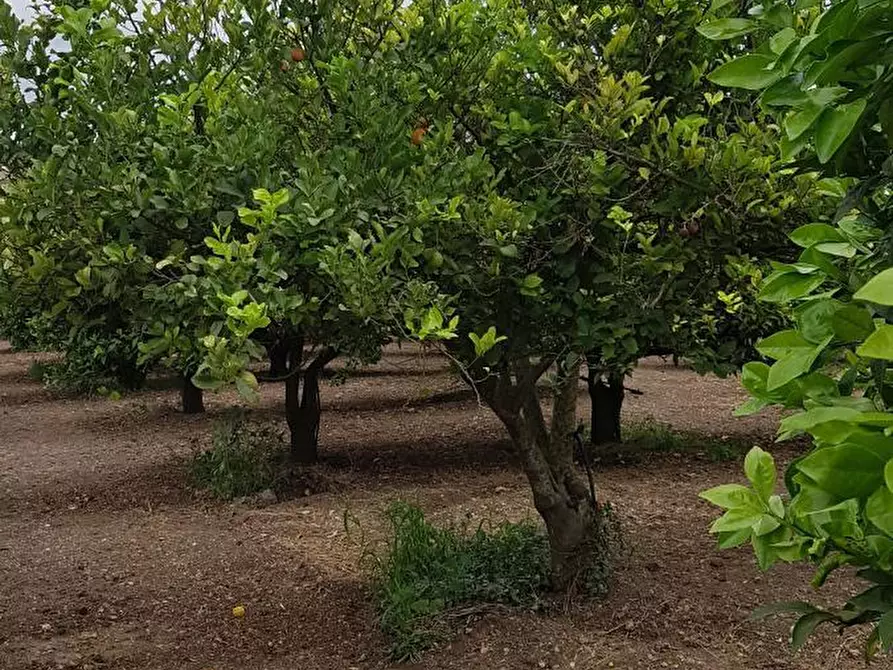 Immagine 1 di Terreno in vendita  a Noto