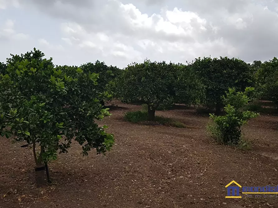 Immagine 2 di Terreno in vendita  a Noto