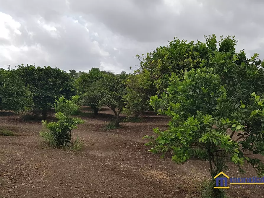 Immagine 3 di Terreno in vendita  a Noto