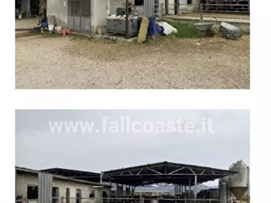 Immagine 2 di Azienda agricola in vendita  5164 a Pontinia