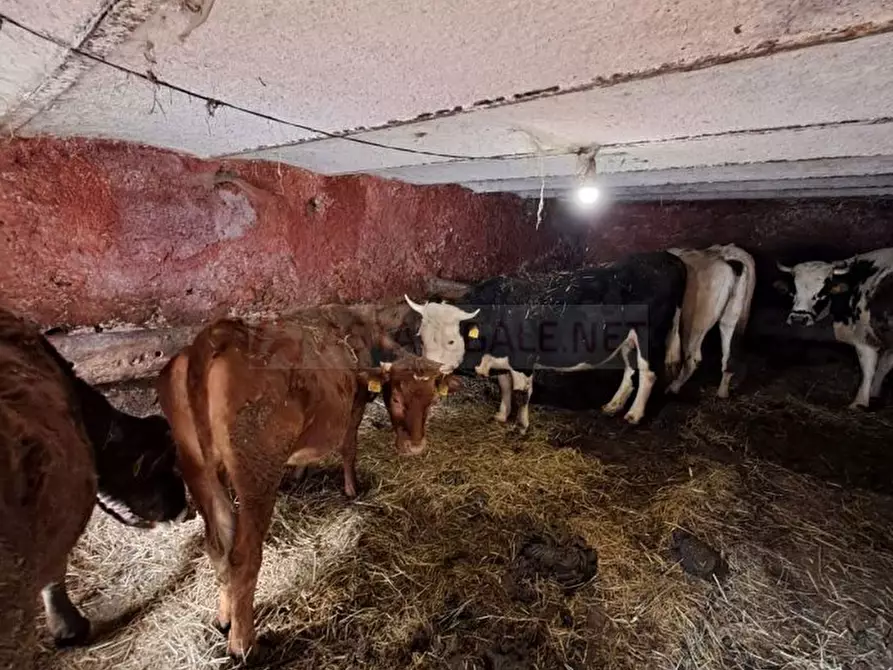 Immagine 6 di Villa in vendita  snc a Perrero