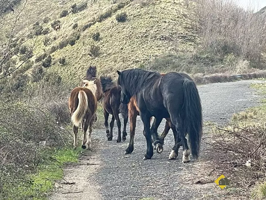 Immagine 4 di Terreno in vendita  snc a Genova