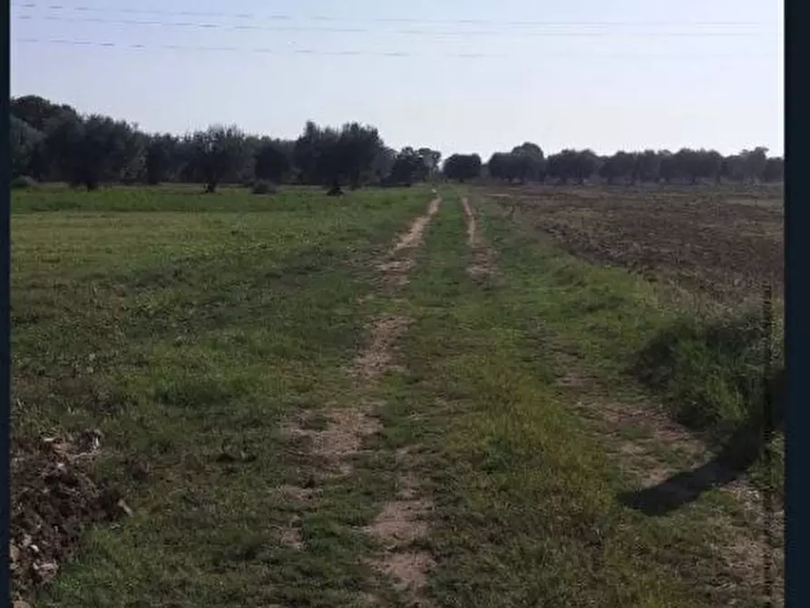 Immagine 2 di Terreno in vendita  49 a Cisterna Di Latina