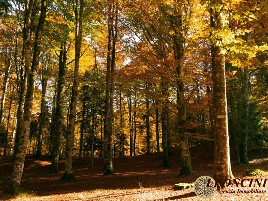 Immagine 4 di Terreno in vendita  a Bagnone