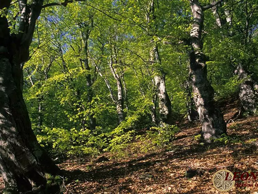 Immagine 5 di Terreno in vendita  a Bagnone