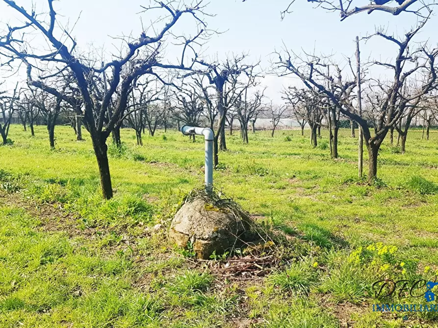 Immagine 1 di Terreno in vendita  a Acerra