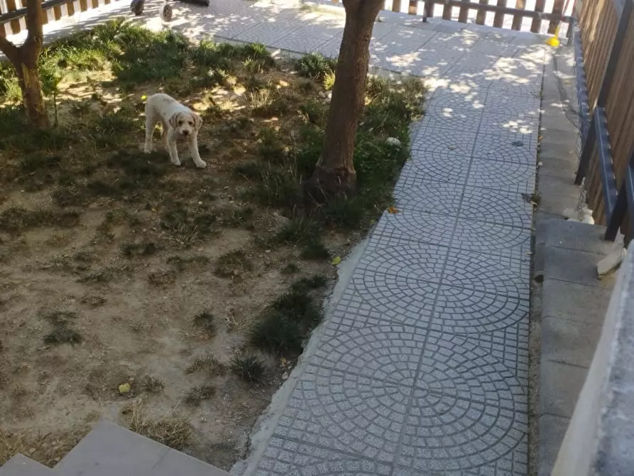 Immagine 6 di Appartamento in vendita  a Pescara