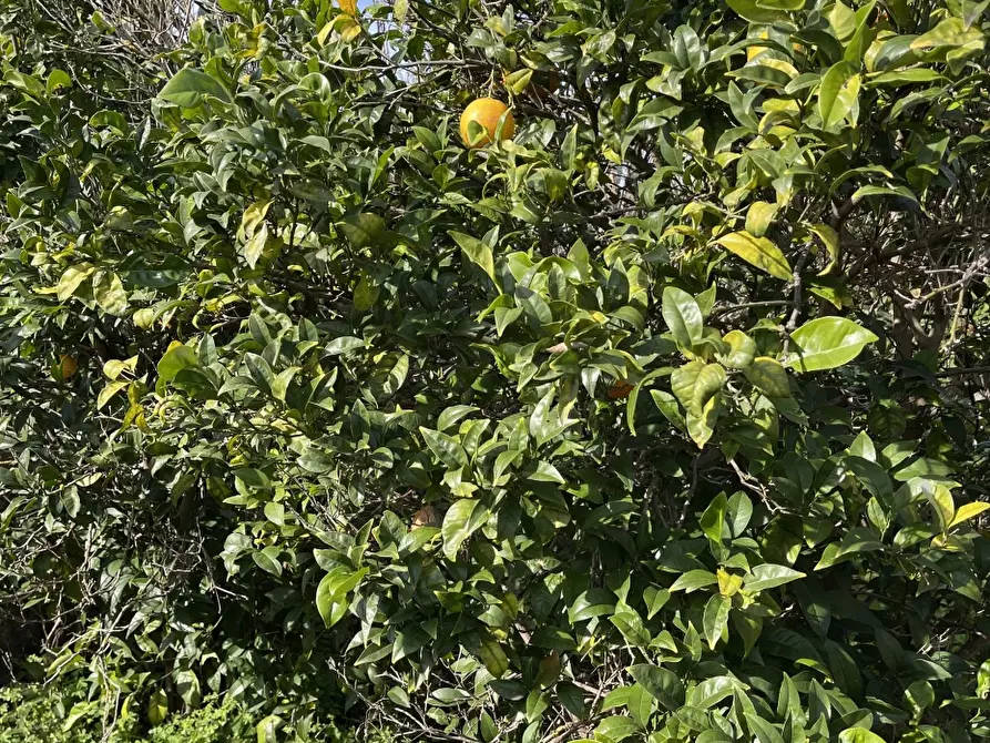 Immagine 5 di Villa in vendita  a Noto