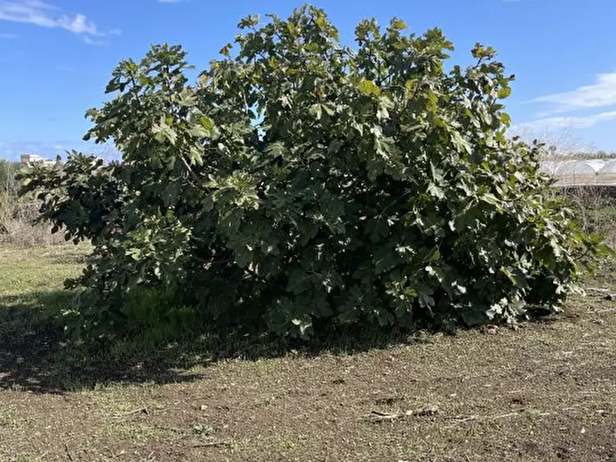 Immagine 10 di Casa indipendente in vendita  a Pachino