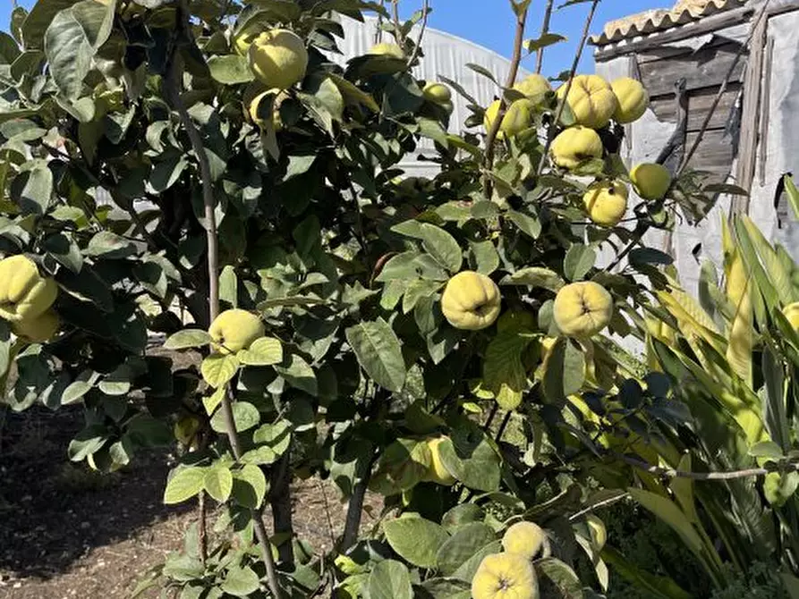 Immagine 8 di Casa indipendente in vendita  a Pachino