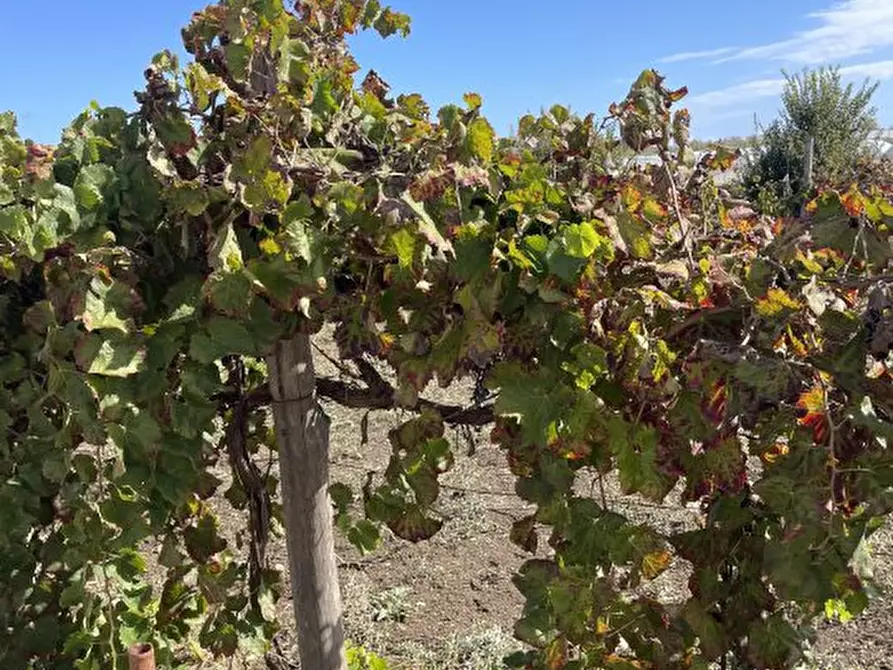Immagine 9 di Casa indipendente in vendita  a Pachino