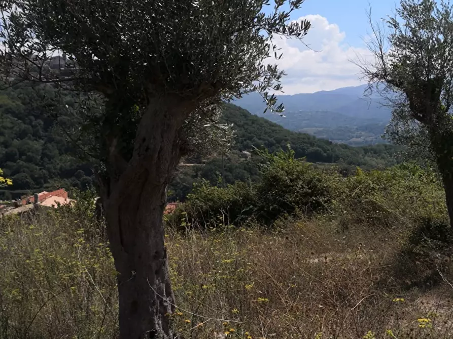 Immagine 8 di Rustico / casale in vendita  7 a Altilia