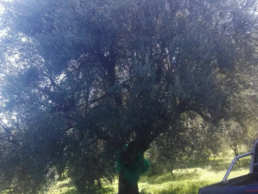 Immagine 3 di Negozio in vendita  a Melito Di Porto Salvo