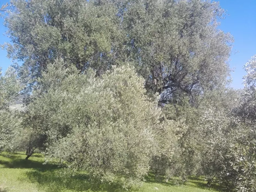 Immagine 5 di Negozio in vendita  a Melito Di Porto Salvo