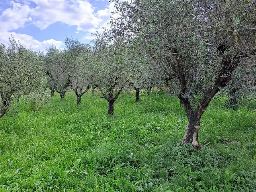 Immagine 1 di Rustico / casale in vendita  a Massarosa