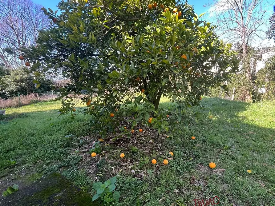 Immagine 4 di Rustico / casale in vendita  a Massarosa