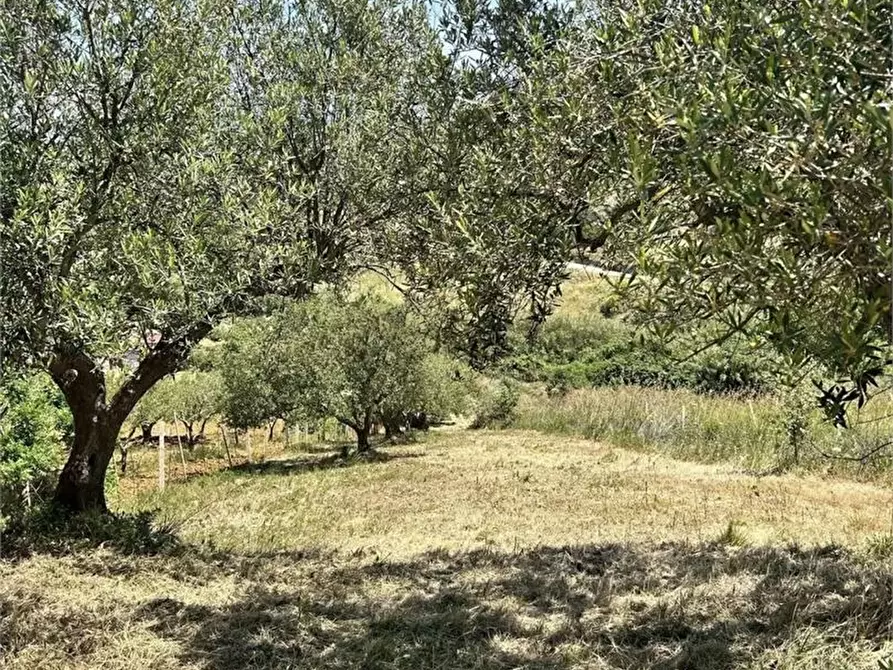Immagine 6 di Rustico / casale in vendita  a Alcamo