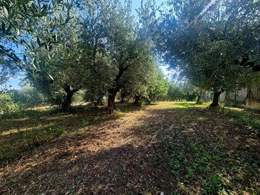Immagine 4 di Terreno edificabile in vendita  a Torrevecchia Teatina