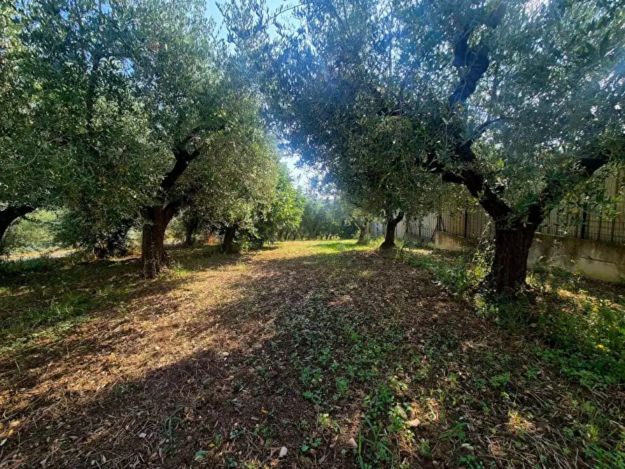 Immagine 3 di Terreno edificabile in vendita  a Torrevecchia Teatina