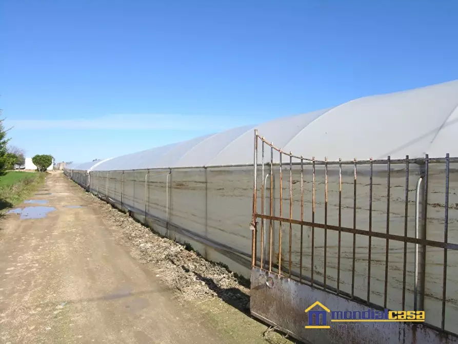 Immagine 2 di Terreno in vendita  a Pachino