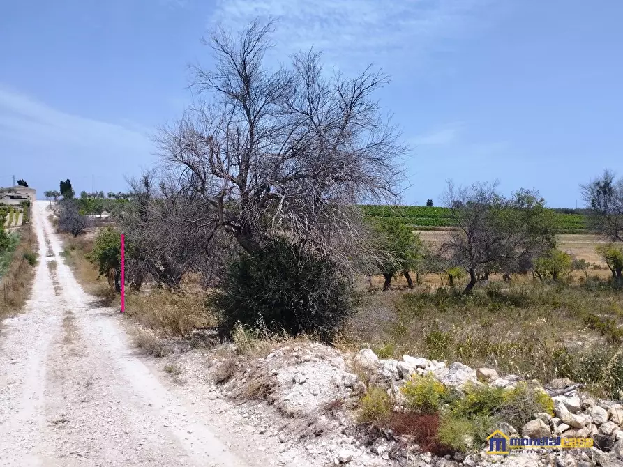 Immagine 2 di Terreno in vendita  a Pachino
