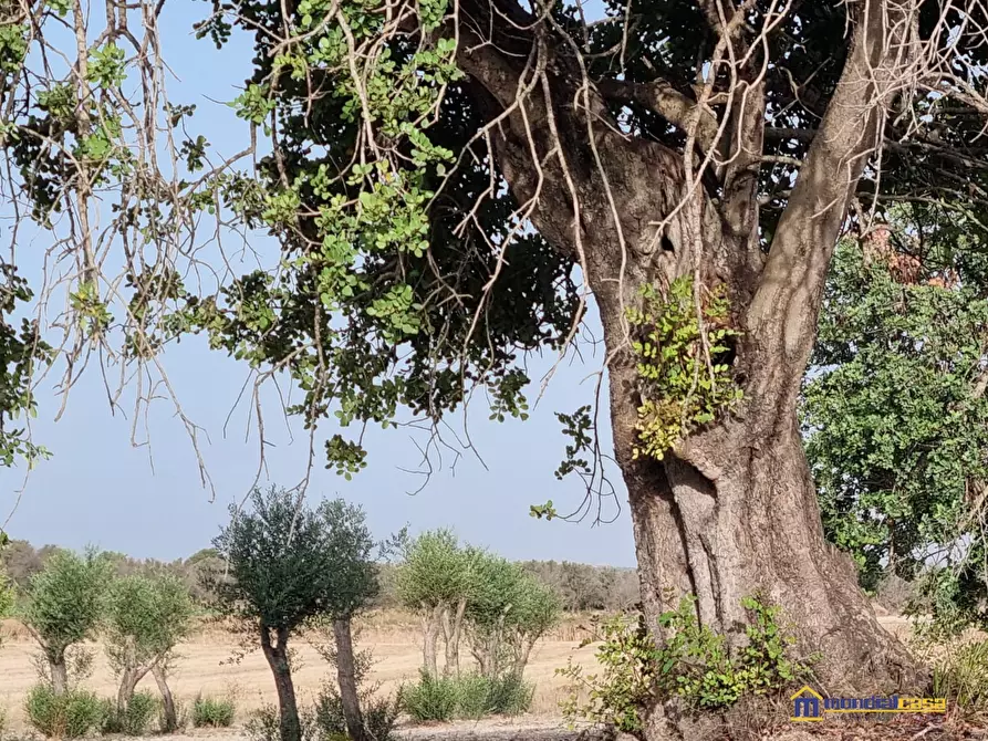 Immagine 1 di Terreno in vendita  a Noto