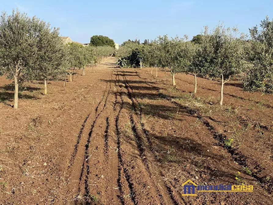 Immagine 3 di Terreno in vendita  a Noto