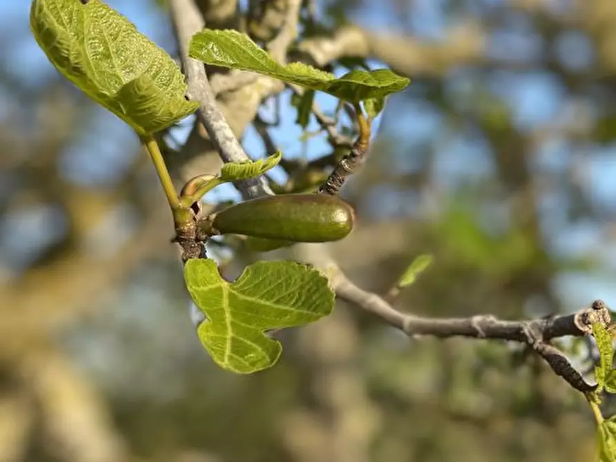 Immagine 4 di Terreno in vendita  a Noto