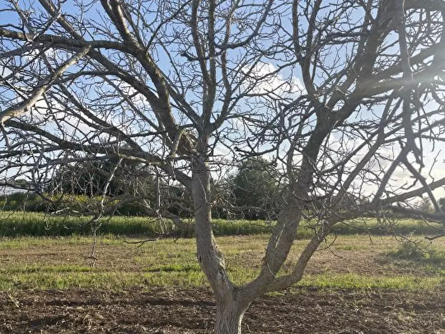 Immagine 5 di Terreno in vendita  a Noto
