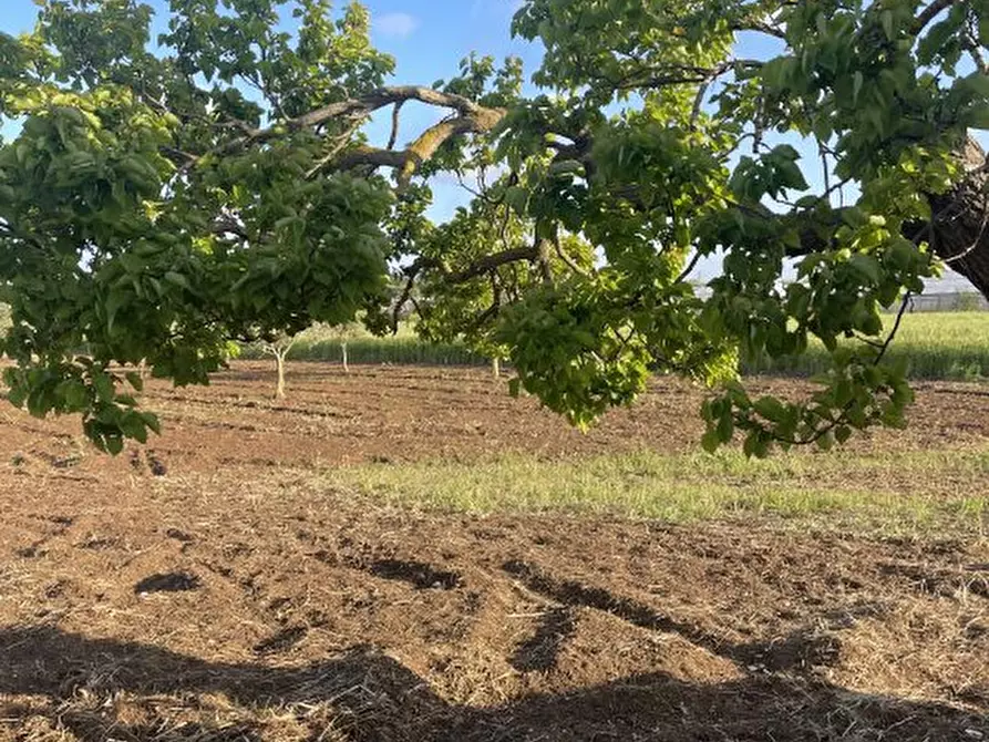 Immagine 6 di Terreno in vendita  a Noto