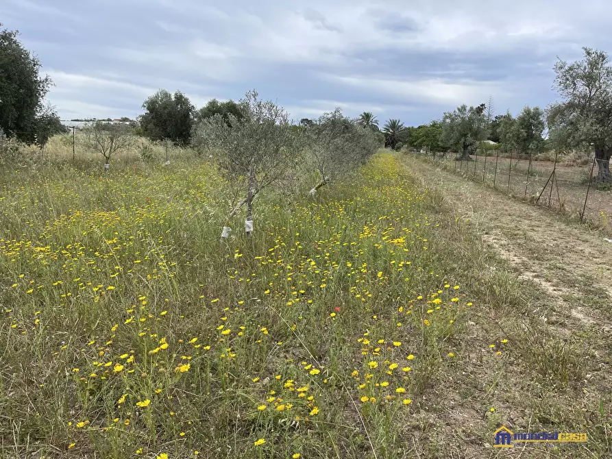 Immagine 5 di Terreno in vendita  a Pachino