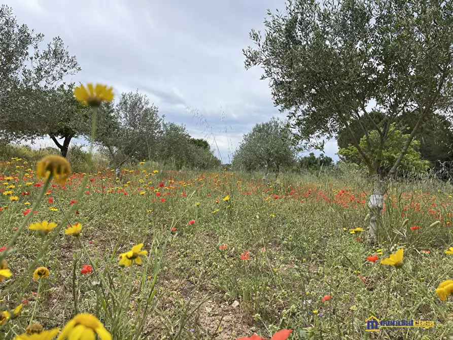 Immagine 6 di Terreno in vendita  a Pachino