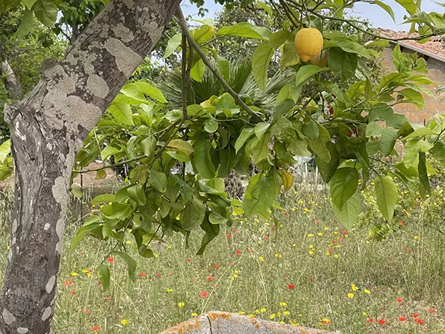 Immagine 9 di Terreno in vendita  a Pachino