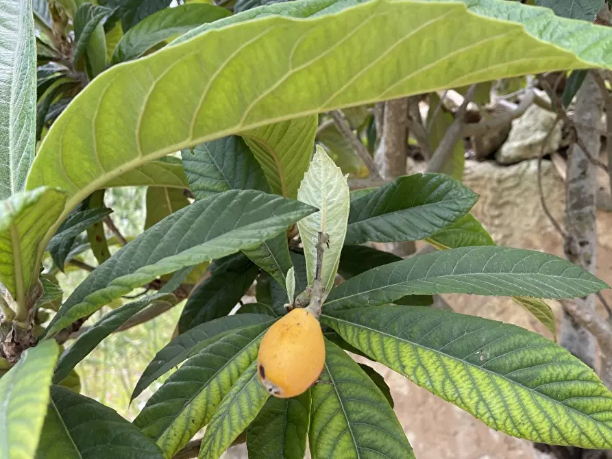 Immagine 7 di Terreno in vendita  a Pachino