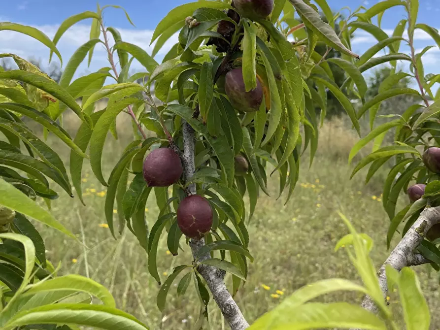 Immagine 8 di Terreno in vendita  a Pachino