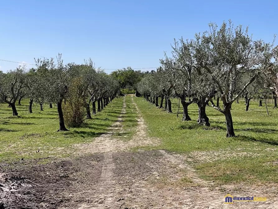Immagine 9 di Terreno in vendita  a Noto