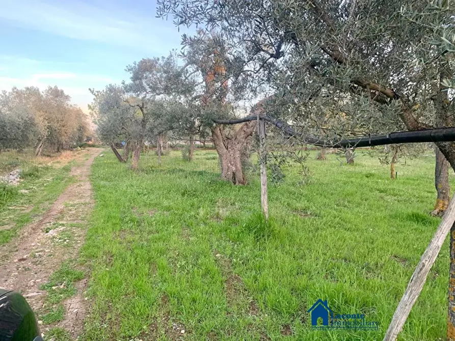 Immagine 8 di Terreno edificabile in vendita  a Cellamare