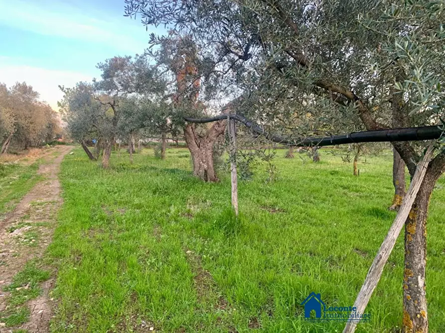Immagine 3 di Terreno edificabile in vendita  a Cellamare