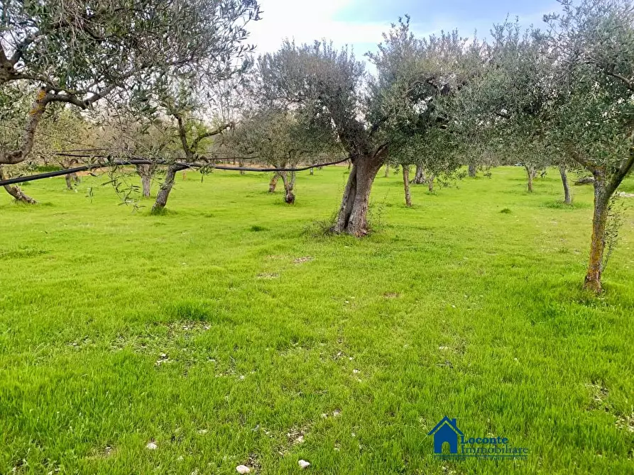 Immagine 6 di Terreno edificabile in vendita  a Cellamare