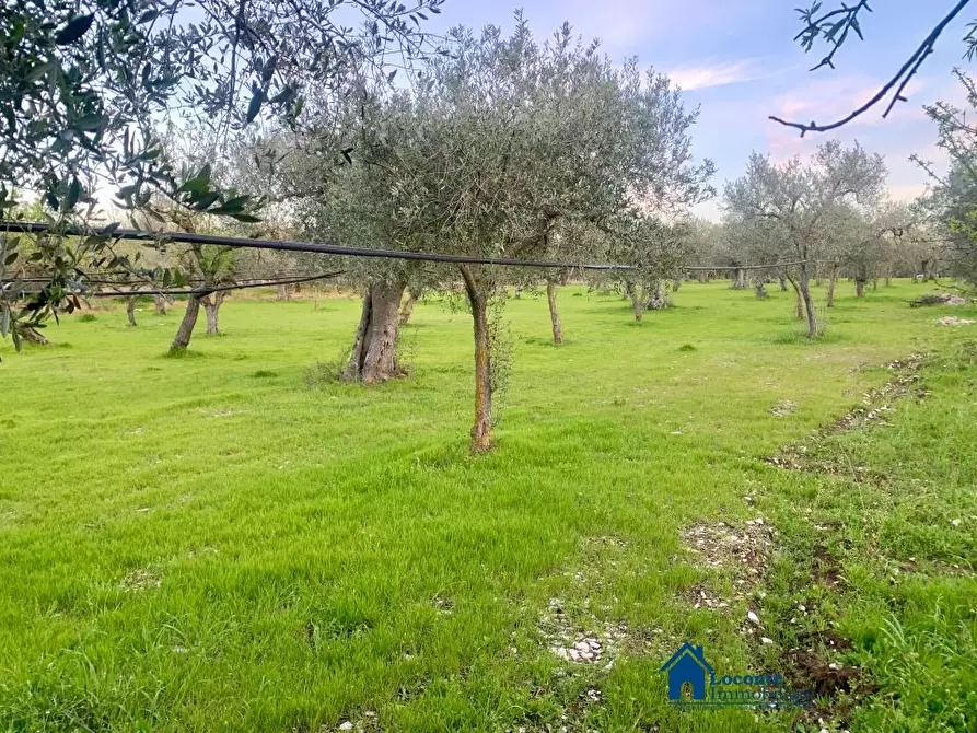 Immagine 7 di Terreno edificabile in vendita  a Cellamare