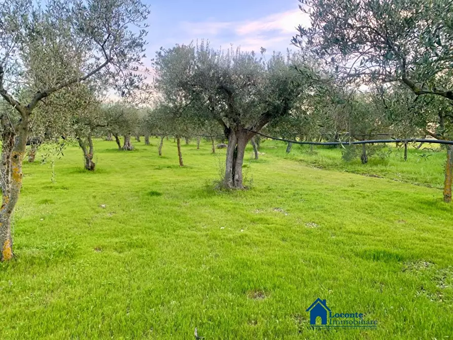 Immagine 2 di Terreno edificabile in vendita  a Cellamare