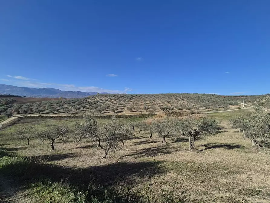 Immagine 7 di Terreno in vendita  a Loreto Aprutino