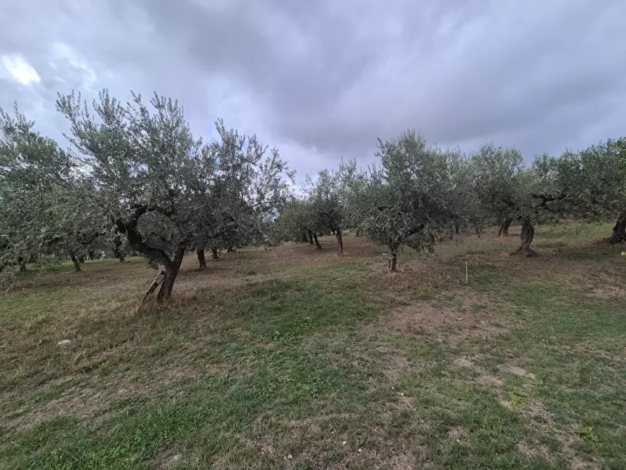 Immagine 3 di Terreno edificabile in vendita  a Loreto Aprutino